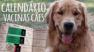 Baseado no regulamento sanitário internacional, o certificado internacional de vacinação ou profilaxia é um documento que pode comprovar a vacinação contra diversas doenças. Calendario De Vacina Dos Caes Youtube