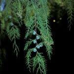Image result for Cupressus funebris