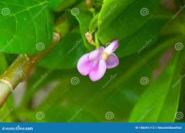 Image result for Canavalia cathartica