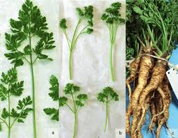 Image result for Petroselinum