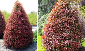 We have a minimum order value of for potted plants of £50. Photinia Serrulata Red Robin Cone Garden Plants Online