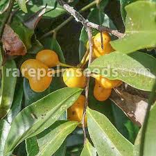 Image result for Uvaria afra