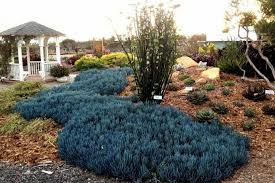 Image result for Senecio striatifolius