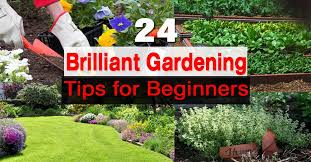 Easy house plants for beginners. 24 Gardening Tips For Beginners Balcony Garden Web