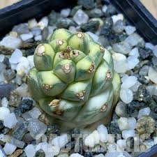 Image result for Monadenium