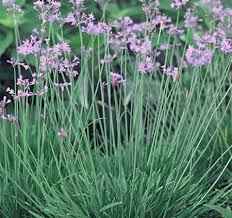 Variegated society garlic forms an excellent border plant, with its contrasting foliage and flowers. Edible Society Garlic Back Into Fashion With Councils