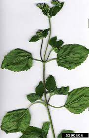 Ageratum Conyzoides Tropical Whiteweed Go Botany