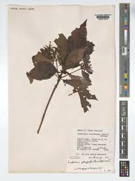 Image result for Leptactina arborescens