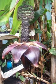 Image result for Ensete ventricosum