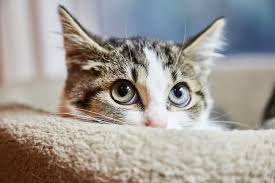 August 22, 2018 / by callie. All About Cat Anxiety Great Pet Care