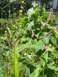 Image result for Persicaria lapathifolia