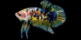 Gampang Kok Ini Cara Merawat Burayak Ikan Cupang Agar Cepat Besar Purwakarta News