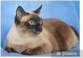 Britisch kurzhaar katze malen graue katze zeichnen how to draw a british shorthair cat? Poster Siamesische Katze Nahaufnahme Pixers Wir Leben Um Zu Verandern
