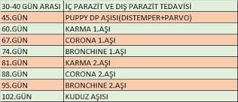 Kopekler Icin Asi Takvimi Ve Sik Rastlanan Hastaliklar