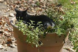 Catnip can be started from seeds sown indoors, or from a rooted cutting or purchased plant. Potted Catnip Plants How To Care For Container Grown Catnip