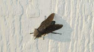 Picture of a deer fly. Horse And Deer Flies University Of Maryland Extension