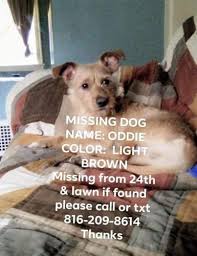 I like the song 'cat & dog' because our album concept is about meeting you and so the lyrics express how you and and i are like a pet and a owner. Lost Found Dogs Cats And Pets In Kansas 66083 Page 1 Pawboost