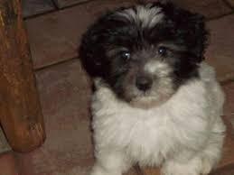 Start your love story with us as you add one of our darling and adorable puppies into your life! Akc Havanese Puppies Champion Parents For Sale In Houston Texas Classified Americanlisted Com