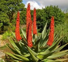 The Top 6 Health Benefits of Aloe Ferox - Alternative Medicine