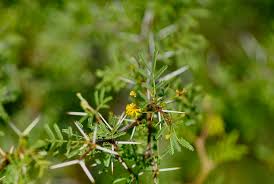 Image result for Acacia borleae