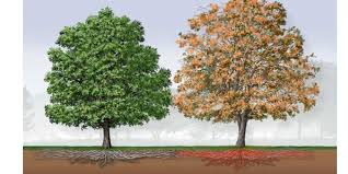 5 Symptoms Of Oak Wilt