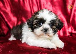 No don't get me wrong, i think all shih tzu dogs are very smart. Marty Shih Tzu Puppy For Sale In Dornsife Pa Happy Valentines Day Happyvalentinesday2016i