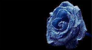 Black And Blue Roses Images Blue Rose With Black Background Blue Roses Wallpaper Blue Rose Meaning Rose Flower Hd