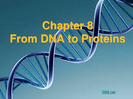 Rna to dna to polysaccharides. Ppt Chapter 8 From Dna To Proteins Powerpoint Presentation Free Download Id 339496