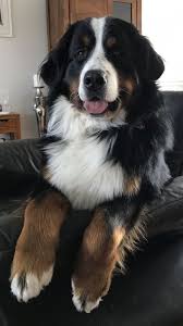 The 109 Most Popular Bernese Mountain Dog Names Bernese Mountain Names Popular Big Fluffy Dogs Bernese Mountain Dog Names Fluffy Dogs