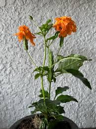 Image result for Crossandra pyrophila
