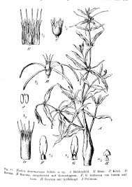 Image result for Fockea angustifolia