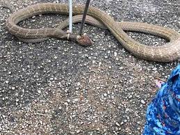 Raja ular perlis, muhammad hafiz alias, 26, bermain dengan ular jenis tedung selar di tempat kerjanya di taman ular dan reptilia batu pahat, sebelum diserang reptilia itu petang semalam. Tedung Selar Dicekup Dalam Tandas Hostel