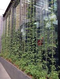 Maybe you would like to learn more about one of these? 63 Bamboo Garden Ideas Bamboo Garden Garden Design Backyard