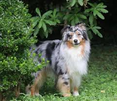 Alpha dog pet rescue las vegas. Why Not Alpha Psychology Today