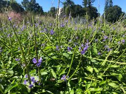 Image result for Stachytarpheta