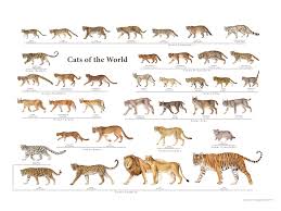 Pallas cat is a small wild cat that lives in the grasslands and steppes of central asia. I Spent Countless Hours Illustrating And Designing This Cat Species Of The World Poster Family Felidae You Can Order On Wild Cats Small Wild Cats Animals