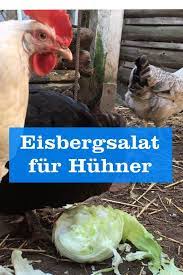 Eisbergsalat Fur Huhner Eisbergsalat Huhner Salat