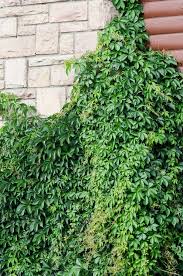 Image result for Parthenocissus