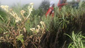Bunga edelweis belakangan kembali mencuat ke publik karena adanya ulah usil sekelompok pendaki di gunung buthak, jawa. Bunga Edelweis Boleh Dipetik Tapi Hanya Di Bromo