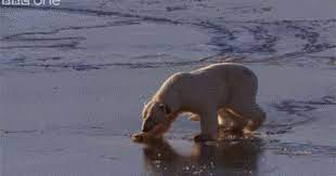 How Much Does A Polar Bear Weigh You Might Want To Say Enough To Break The Ice But This Is Not Always True Polar Bears Weigh 900 1 600 Lbs And Are Experts Polar Bear Animal Facts Polar Bear Video