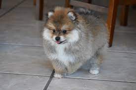 The community has many features to provide its residents. Litter Millie S Pomeranian Puppies Shoal Creek Puppies Pomeranian Puppy Puppies Pomeranian Breed