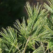 Eastern White Pine Trees For Sale At Arbor Day's Online Tree Nursery. Arbor  Day Foundation - Buy Trees, Rain Forest Friendly Coffee, Greeting Cards  That Plant Trees, Memorials And Celebrations With Trees,