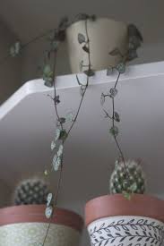 Le cactus a besoin de beaucoup de chaleur et de lumière, car il ne survit pas en dessous de 10°c. Petits Conseils Pour Entretenir Le Ceropegia Woodii Un Brin Naturel