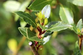 Gewurzlorbeer Anbauen Schneiden Und Vermehren Gartendialog De In 2020 Gewurzlorbeer Pflanzen Lorbeer Pflanzen