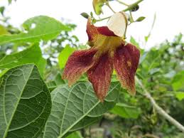 Image result for Heinsia zanzibarica