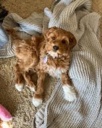 Australian labradoodle breeder puppies for vancouver bc. Australian Labradoodle Guide 2021 All You Need To Know We Love Doodles