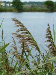 Image result for Phragmites australis