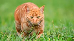 ‪What's so special about orange cats? Turns out they're freaks of nature |  CNN‬‏