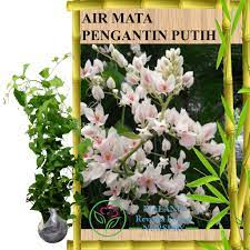 Deskripsi air mata pengantin (antigonon leptopus) adalah tumbuhan memanjat (liana) anggota suku polygonaceae yang berasal dari amerika tengah. Tanaman Bunga Air Mata Pengantin Putih Tinggi 60 80 Cm Shopee Indonesia