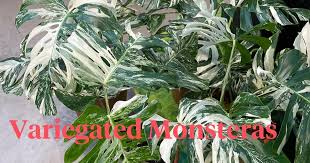 This incredible variegated monstera albo has brought me joy ever since i purchased her a couple of years ago as just a little 3 leafd cutting. All Variegated Monstera Plants Together Albo Aurea Sport Thai Constellation Thursd